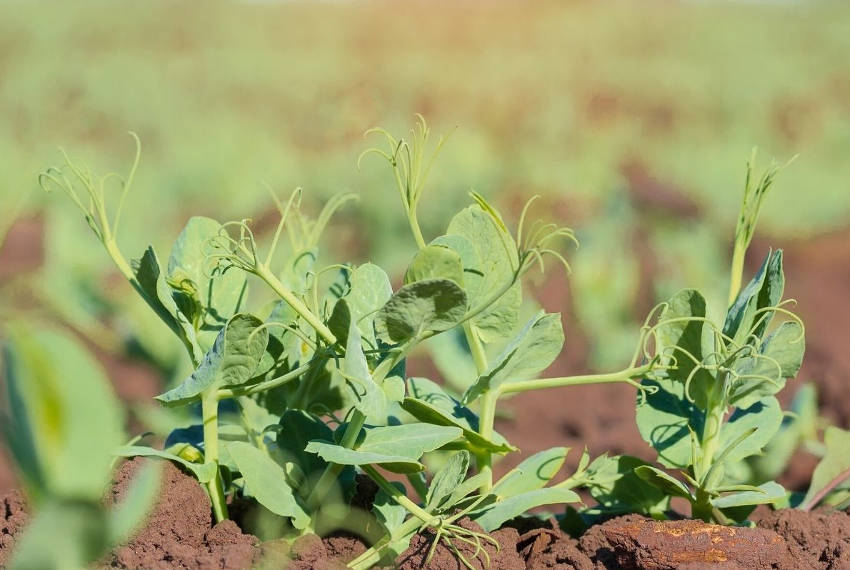 Pea Seedling